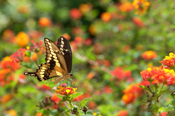 The Black Swallowtail butterfly, also called the American Swallowtail or Parsnip Swallowtail. Drinking nectar from orange and yellow Lantana flowers, side view