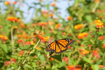 Crédence de cuisine en verre imprimé Papillon Monarch butterfly on orange lantana flowers, drinking nectar, flowers and blue sky in background. It may be the most familiar North American butterfly, and is considered an iconic pollinator species