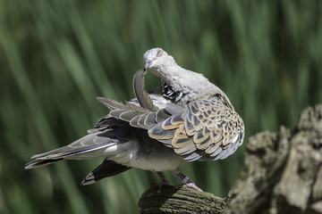 Turtle dove bird preening its wing feathers