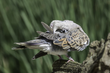 Turtle dove bird preening its feathers