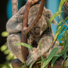 Sleeping Koala