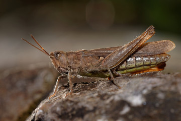 Grasshopper, Orthoptera, Caelifera