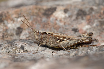 Grasshopper, Orthoptera, Caelifera