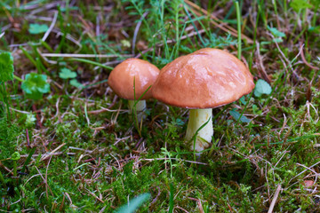 A group of edible forest mushrooms (Suillus luteus)