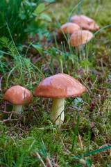 A group of edible forest mushrooms (Suillus luteus)