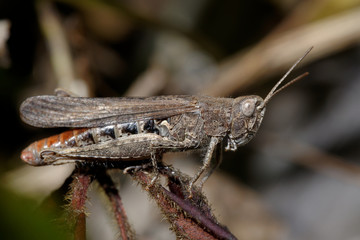 Grasshopper, Orthoptera, Caelifera