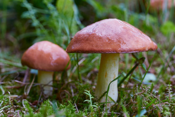 A group of edible forest mushrooms (Suillus luteus)