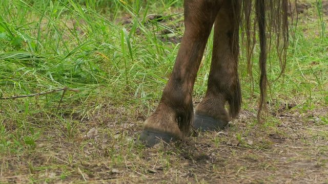 horse hoof slow motion video