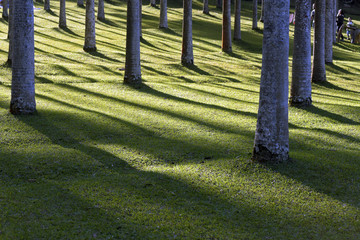 Symmetrical shadows of rational palm plantation