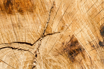 Naklejka premium Close-up of tree trunk cut with sawing marks