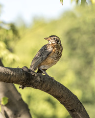American robin (Turdus migratorius)