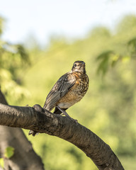 American robin (Turdus migratorius)