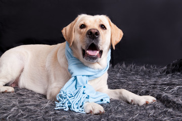Pale yellow labrador in a blue scarf is in plush carpet
