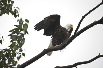 Bald Eagle Drying Wings
