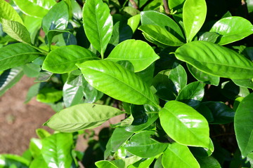 leaves