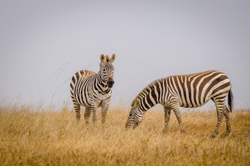 Fototapeta na wymiar Two zebras grazing in California off Highway 1 on a hazy morning.