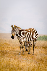 A zebra's head is framed between the legs of another zebra on a hazy morning in California.