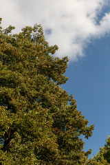 city park early autumn. Trees, bushes, grass, lawn, sky, yellow leaves, texture, autumn background.