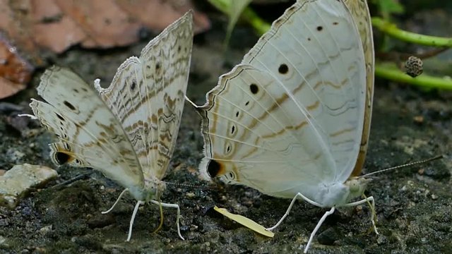 Group of butterfly suck eat mineral and nutrients on sand with Insect, Cuc Phuong National Park, Vietnam

