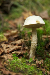 Mushroom 