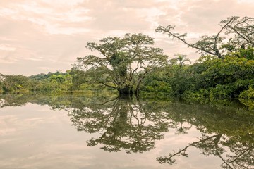 Mangroves Trees Reflection On A Lake