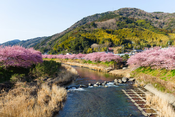 Sakura flower in countryside