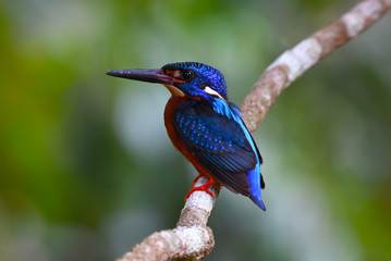 Beautiful Colorful Kingfisher bird, male Blue-eared Kingfisher bird of Thailand