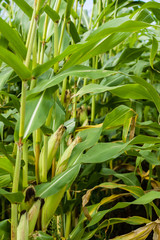 Sweet corn growing in the farm field