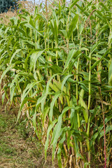 Sweet corn growing in the farm field