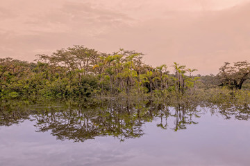  Reflections Of Exotic Trees In The Water