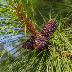 Beautiful color pine cone on green branches