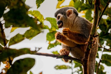 Close-Up Of A Common Squirrel Monkey
