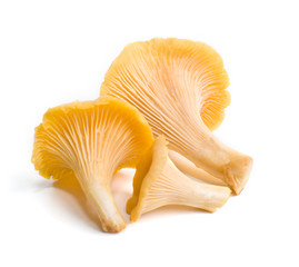 Cantharellus cibarius isolated on white background