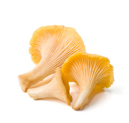 Cantharellus cibarius isolated on white background