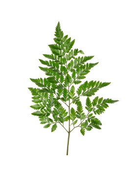 Leather Leaf Fern with stem on white background