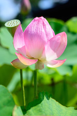 Obraz premium Lotus flower 