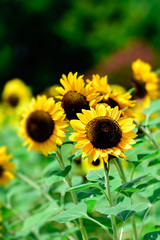 Fototapeta premium Sunflower 