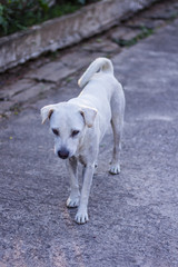 Obraz premium thai white stray dog in lawn