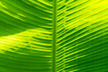 banana leaf texture