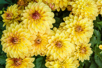 Yellow chrysanthemum floers in bloom