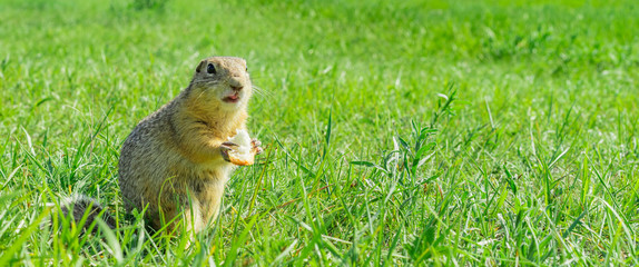 Gopher eating small piece of bread in the grass