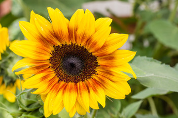 Yellow and orange sunflowers in bloom
