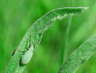 Blue-green curculionidae on the green grass © boomerang11