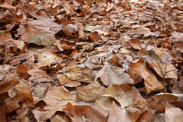 leaves in autumn on the ground in a park