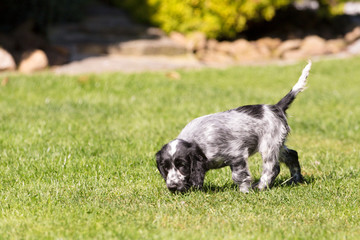 English Cocker Spaniel puppy