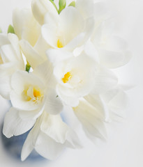 Lovely fresh bouquet of white freesias on light background.