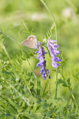 Common Blue butterfly.