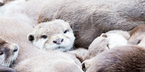 Lazy group of Asian small-clawed otter