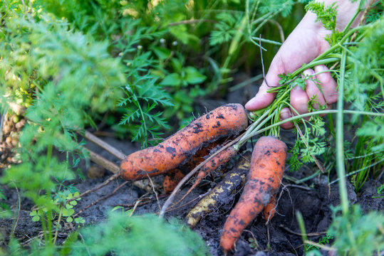 Harvesting carrots in the autumn