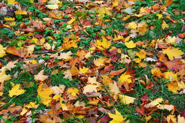 Colorful background with fallen autumn leaves